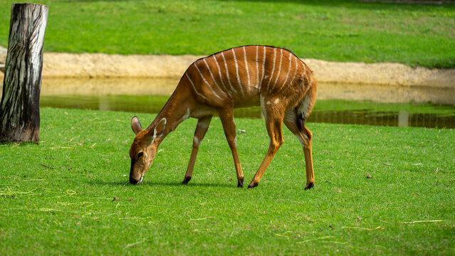 Female lowland nyala in Safari Park of Dubai, UAE. Artidactyl antelope from Southwrn Africa. Family Bovidae, genus Tragelaphus