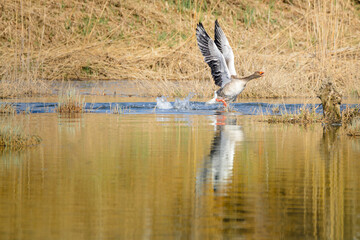 Dzikie gęsi wczesną wiosną w swoim naturalnym środowisku © piotr