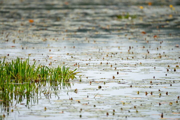 Powierzchnia jeziora zarośnięta nenufarami w letnie popołudnie © piotr