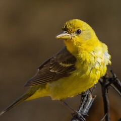 A female Western Tanager perched on a branch in the Fremont National Forest in central Oregon.