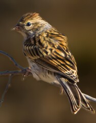 A chipping sparrow perched on a tree branch