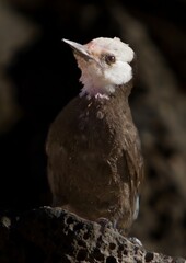 A juvenile White headed woodpecker