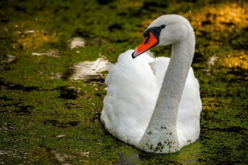 Portret pięknego łabędzia niemego pływającego po leśnym stawie © piotr