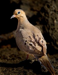 A dove searching for food on the forest floor in the Fremont National Forest in central Oregon.