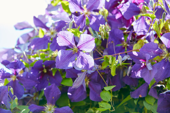 Nature, outdoor and bush of flowers in garden for growth, botany and environment in spring. Leaves, blossom and closeup of organic purple clematis jackmanii floral plants with petals in bloom at park