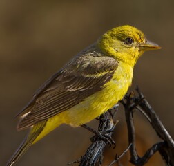 A female Western Tanager perched on a branch in the Fremont National Forest in central Oregon.