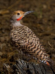A Northern Flicker resting on an old tree stump in the Fremont National Forest in central Oregon.