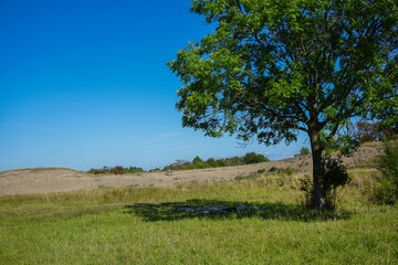 A tree on a field during summer