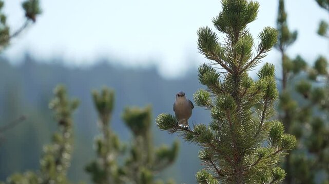 Gray Jay perched in a pine tree in the Yellowstone wilderness in Fall.