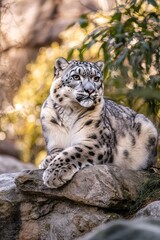 Naklejka premium white leopard in the snowy forest. Selective focus