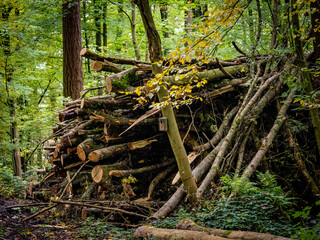 Fototapeta premium Abholzung im Mischwald