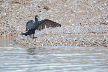 Cormorant in the beach