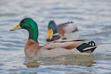 duck on the water
