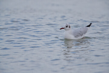 Seagull on the water