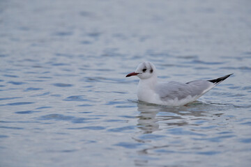 seagull on the water