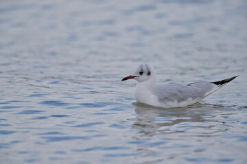 seagull on the water