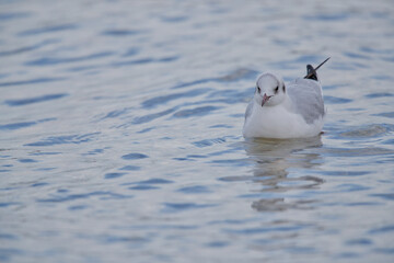 seagull in water