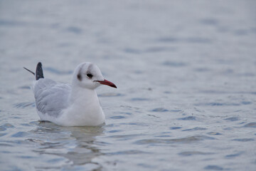 seagull on the beach