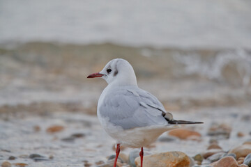 seagull on the beach
