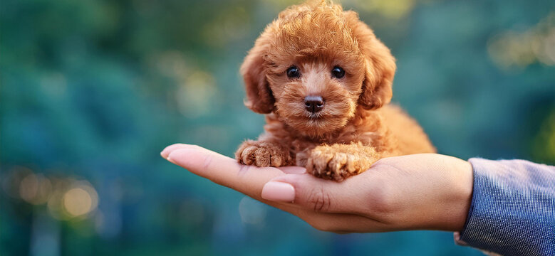 Barboncino Nano tenuto sulla mano