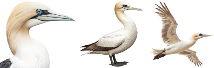 Close-Up, Standing, and Flying Views of Northern Gannet (Morus bassanus), Large Seabird Collection with Distinctive White Plumage and Long Beak, Isolated on Transparent Background
