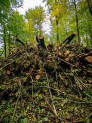 Abholzung im Mischwald