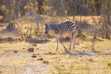 Fototapeta premium Zebras in the bushland near the Khwai North Gate Campsite at a glowing sunset, Moremi National Park, Okavango Delta, Botswana