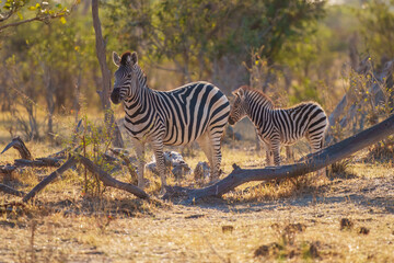 Zebras in the bushland near the Khwai North Gate Campsite at a glowing sunset, Moremi National...