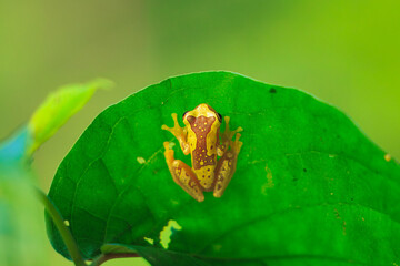 Obraz premium Harlequin Treefrog (Dendropsophus ebraccatus), Dendropsophus ebraccatus, also known as the hourglass treefrog, referring to the golden-brown hourglass shape seen surrounded by skin yellow on its back.