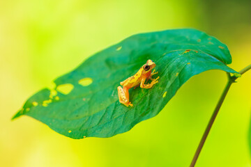 Harlequin Treefrog (Dendropsophus ebraccatus), Dendropsophus ebraccatus, also known as the hourglass treefrog, referring to the golden-brown hourglass shape seen surrounded by skin yellow on its back.