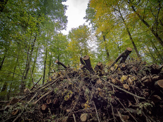 Abholzung im Mischwald