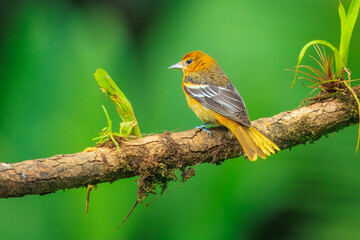 Baltimore oriole (Icterus galbula) is a small icterid blackbird common in eastern North America as a migratory breeding bird.