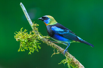 Golden-hooded tanager (Stilpnia larvata) is a medium-sized passerine bird. This tanager is a resident breeder from southern Mexico south to western Ecuador. 