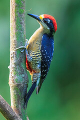 Hoffmann's woodpecker (Melanerpes hoffmannii) is a resident breeding bird from southern Honduras...