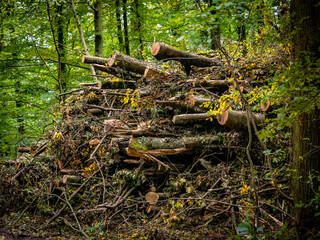 Abholzung im Mischwald