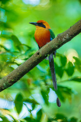 The rufous motmot (Baryphthengus martii) is a near-passerine bird in the family Momotidae. It is found from northeastern Honduras south to western Ecuador, northern Bolivia, and western Brazil