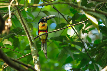 The fiery-billed aracari or fiery-billed araçari (Pteroglossus frantzii) is a toucan, a near-passerine bird. It breeds only on the Pacific slopes of southern Costa Rica and western Panama.