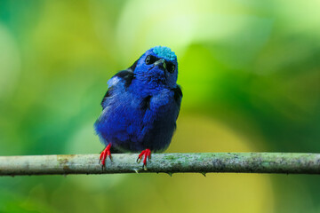 Red-legged honeycreeper (Cyanerpes cyaneus) is a small songbird species in the tanager family (Thraupidae). It is found in the tropical New World from southern Mexico south to Peru