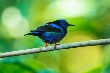 Obraz premium Red-legged honeycreeper (Cyanerpes cyaneus) is a small songbird species in the tanager family (Thraupidae). It is found in the tropical New World from southern Mexico south to Peru