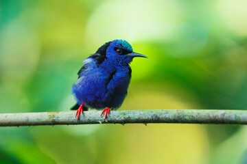 Red-legged honeycreeper (Cyanerpes cyaneus) is a small songbird species in the tanager family (Thraupidae). It is found in the tropical New World from southern Mexico south to Peru