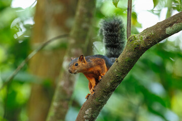 Variegated squirrel (Scariegated squirrel (Sciurus Variegatoides) is a tree squirrel in the genus Sciurus found in Costa Rica, El Salvador, Guatemala, Honduras, southern Mexico, Nicaragua, and Panama