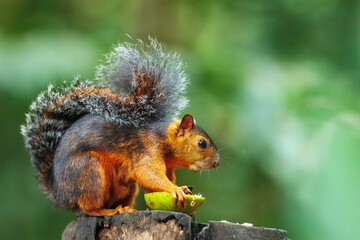 Variegated squirrel (Scariegated squirrel (Sciurus Variegatoides) is a tree squirrel in the genus...