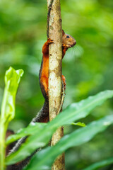 Variegated squirrel (Scariegated squirrel (Sciurus Variegatoides) is a tree squirrel in the genus Sciurus found in Costa Rica, El Salvador, Guatemala, Honduras, southern Mexico, Nicaragua, and Panama
