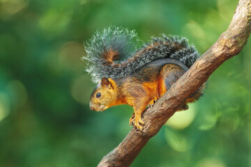 Variegated squirrel (Scariegated squirrel (Sciurus Variegatoides) is a tree squirrel in the genus Sciurus found in Costa Rica, El Salvador, Guatemala, Honduras, southern Mexico, Nicaragua, and Panama