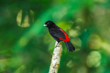 The Scarlet-rumped tanager, Ramphocelus passerinii The bird is perched on the branch at the beautiful flower in the rain forest America Costa Rica Wildlife nature scene. green background 