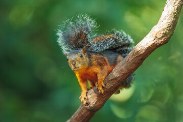 Variegated squirrel (Scariegated squirrel (Sciurus Variegatoides) is a tree squirrel in the genus Sciurus found in Costa Rica, El Salvador, Guatemala, Honduras, southern Mexico, Nicaragua, and Panama