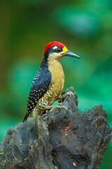 Hoffmann's woodpecker (Melanerpes hoffmannii) is a resident breeding bird from southern Honduras south to Costa Rica. It is a common species on the Pacific slopes