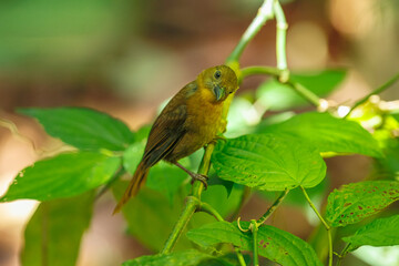 Olive-green Tanager (Orthogonys chloricterus) perched