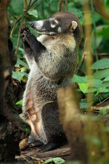 White-nosed coati (Nasua narica), also known as the coatimundi. Inhabit wooded areas (dry and moist forests) of the Americas. Taken in Costa Rica