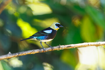 Golden-hooded tanager (Stilpnia larvata) is a medium-sized passerine bird. This tanager is a resident breeder from southern Mexico south to western Ecuador. 